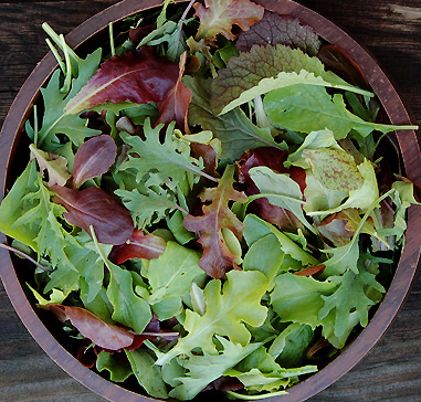 Organic Mesclun Mix , Latuca sativa